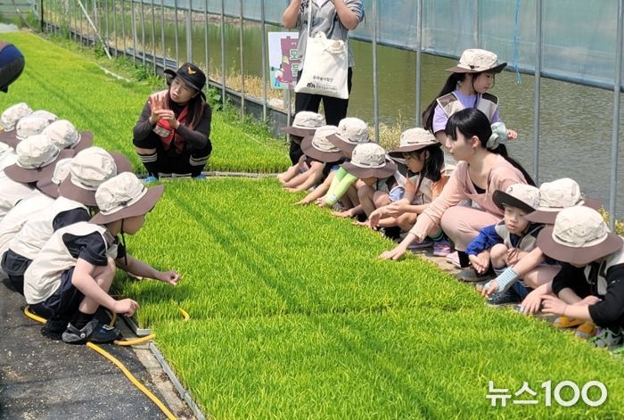 양주시, 관내 120명 유아 대상 ‘꼬마농부 벼농사 체험’ 운영
