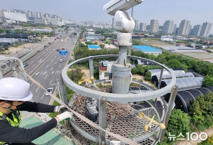 지능형교통체계(ITS) 현장 시설물 까치집 제거 모습
