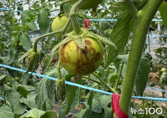 토마토 TSWV 감염 과실피해 증상