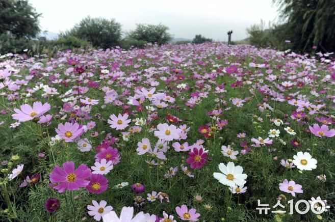 성남 탄천 태평습지생태원 일대 코스모스