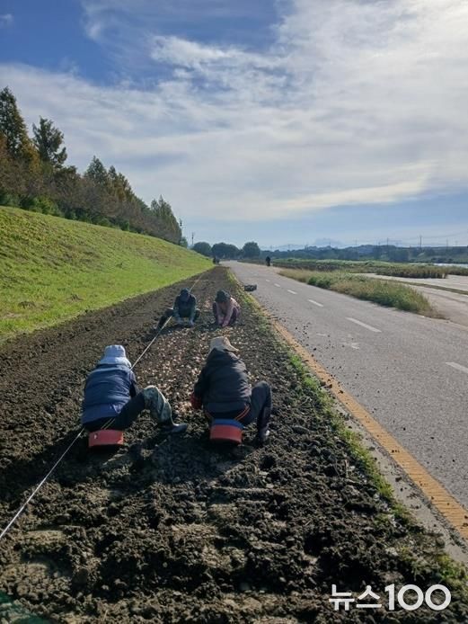 파주시 금촌2동, 2026년 공릉천 튤립축제 준비 본격 착수
