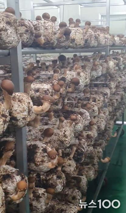 포천시, ‘표고버섯 스마트 재배기술 교육’ 실시