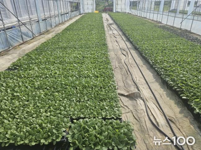 포천시, 김장배추 적기 정식 당부