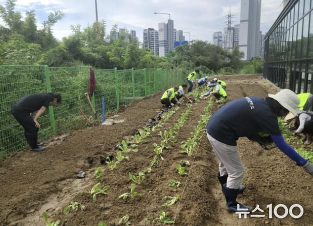 과천시 문원동, ‘행복 나눔 텃밭’ 조성…취약계층에 따뜻한 나눔 실천