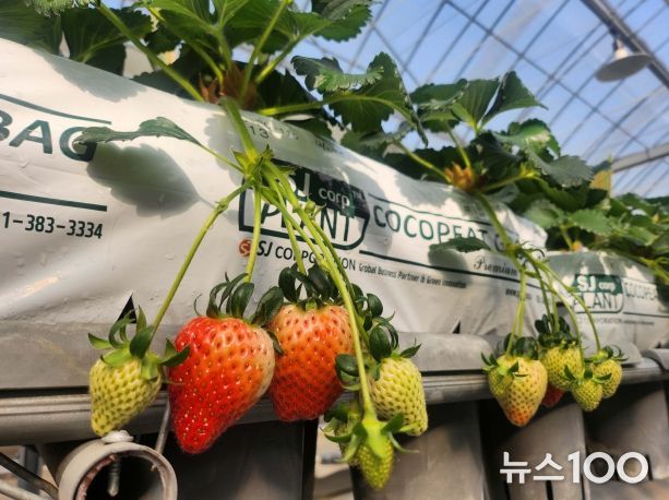 우량계통 20-20-115 재배전경