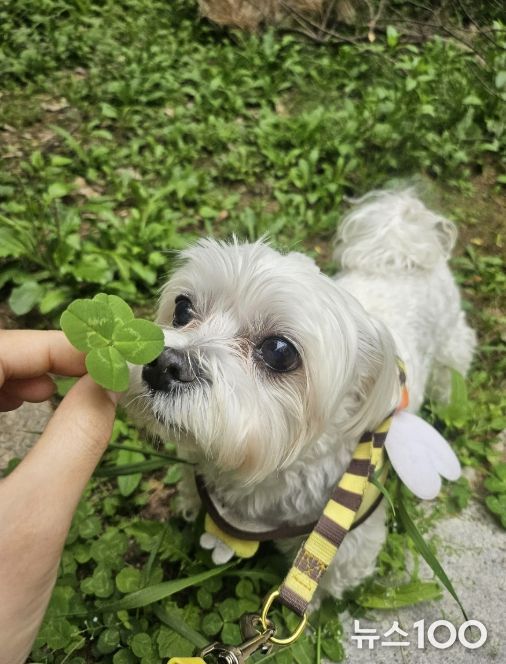 성남시, 반려동물 의료서비스 지원사업 확대