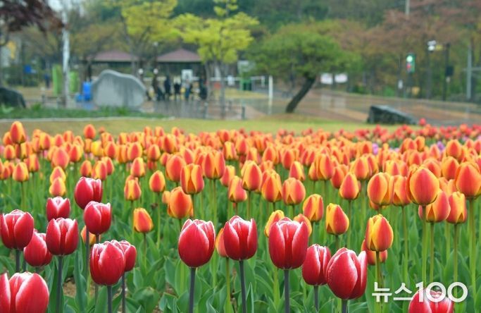 의정부시, 봄맞이 하천환경정비 추진…꽃길 조성부터 수중 정비까지
