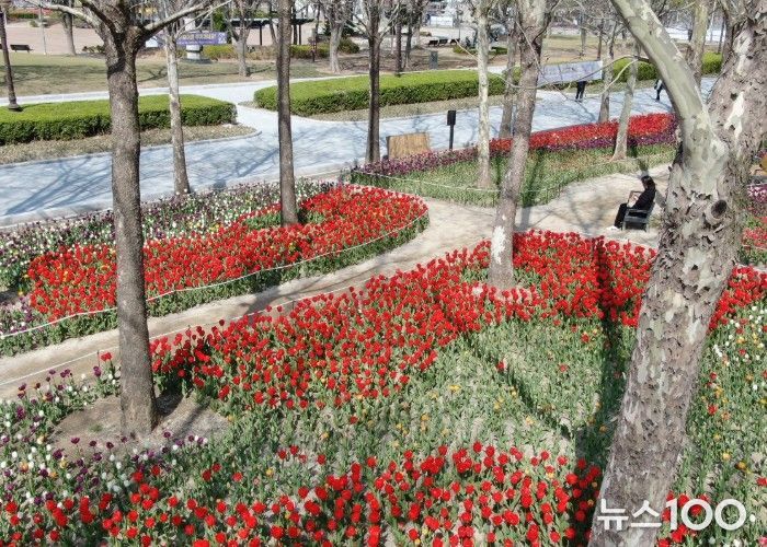 평촌중앙공원 새단장…포장 정비 마치고 봄꽃 ‘활짝’
